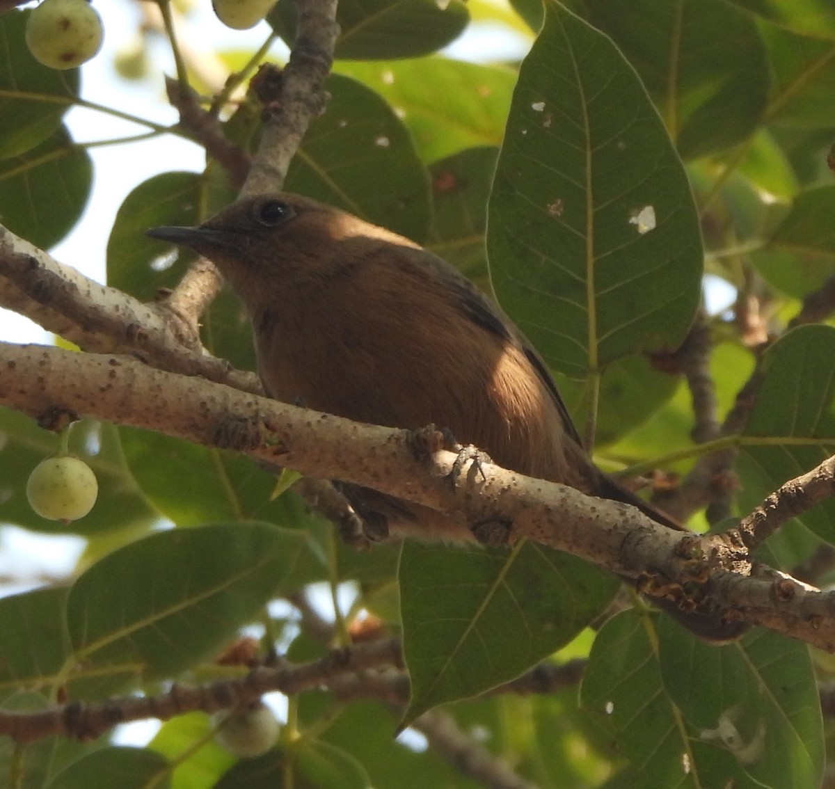 Colinegro Indio - ML645837204