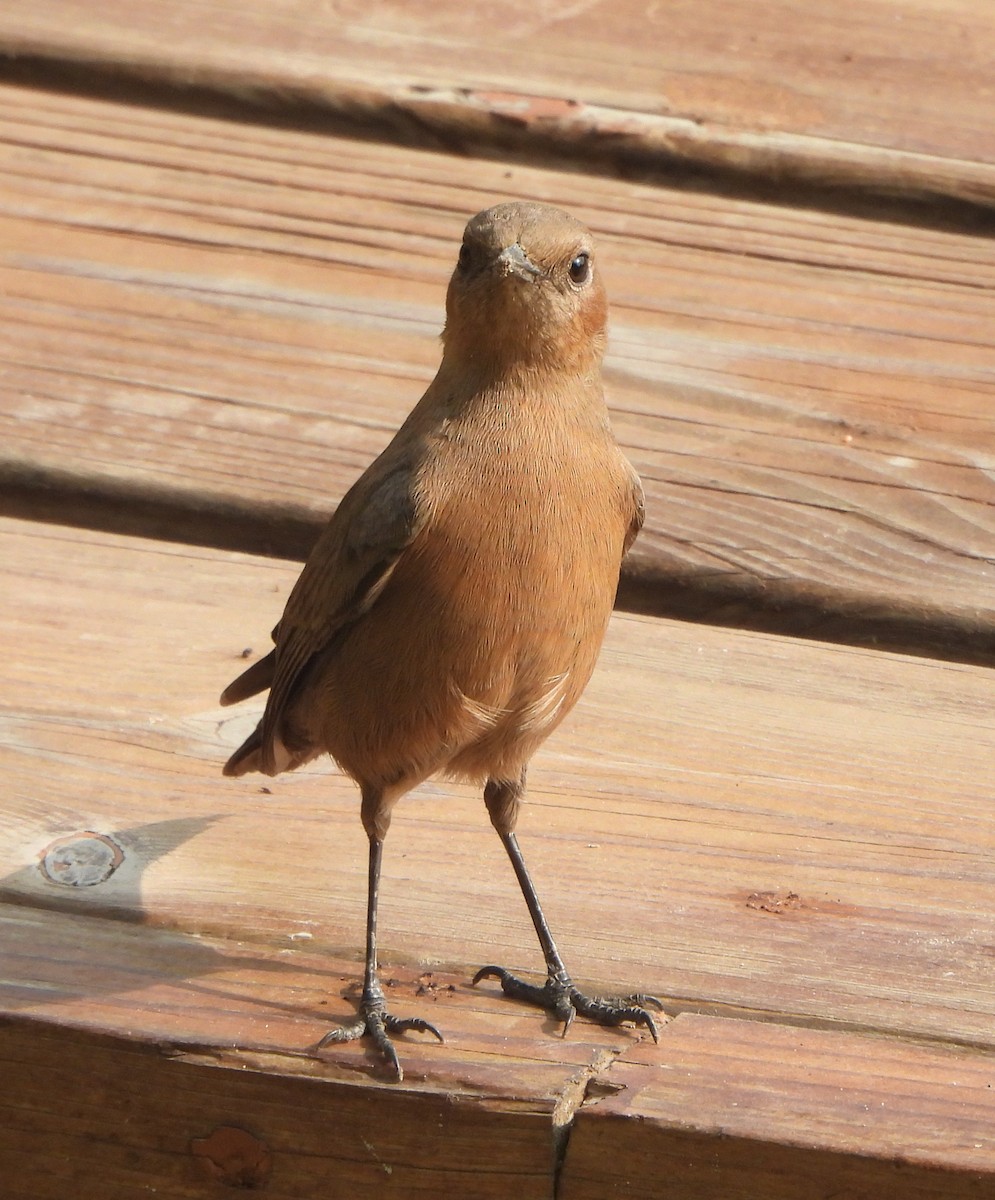 Colinegro Indio - ML645837205