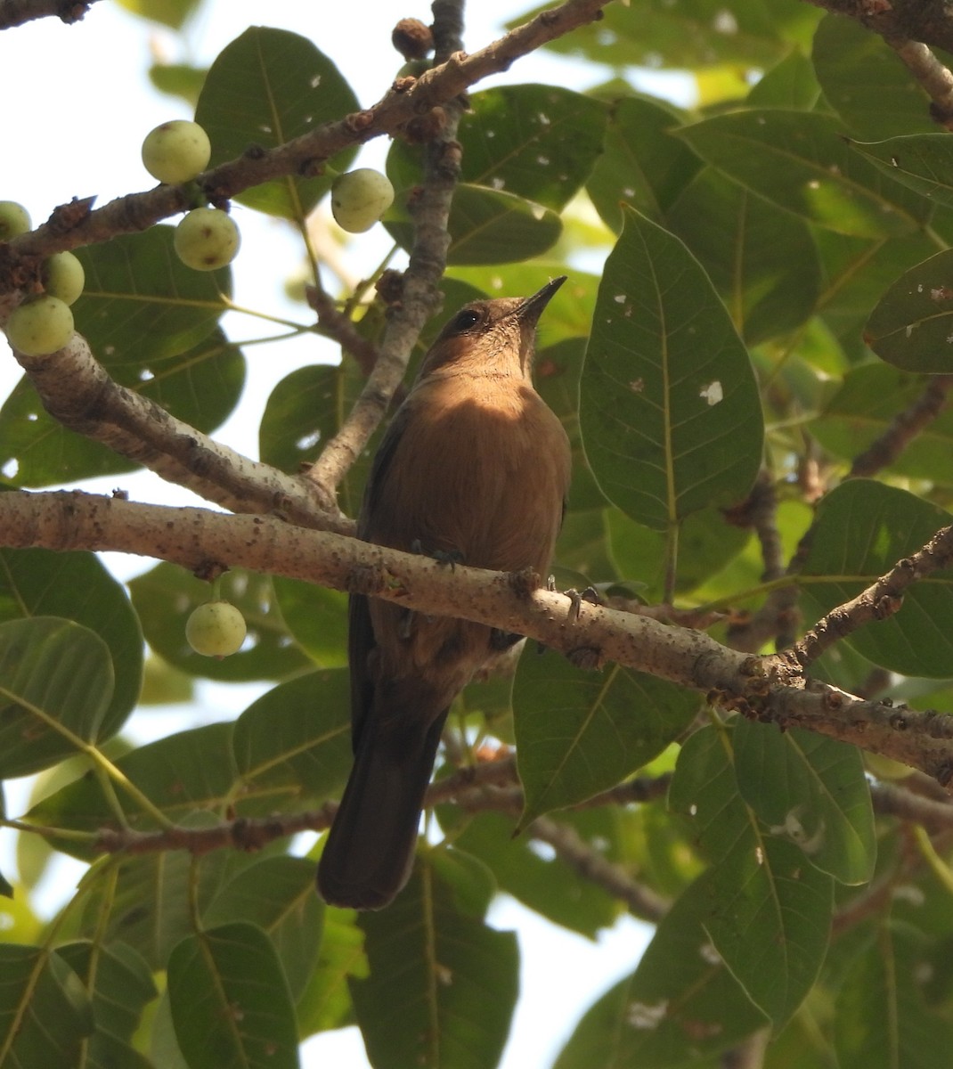 Colinegro Indio - ML645837206