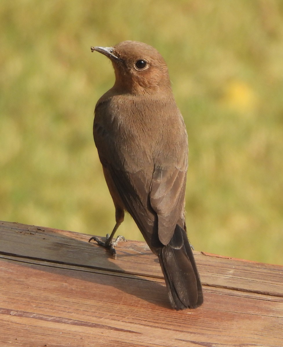 Colinegro Indio - ML645837207