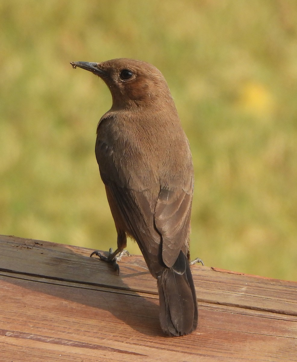 Colinegro Indio - ML645837208