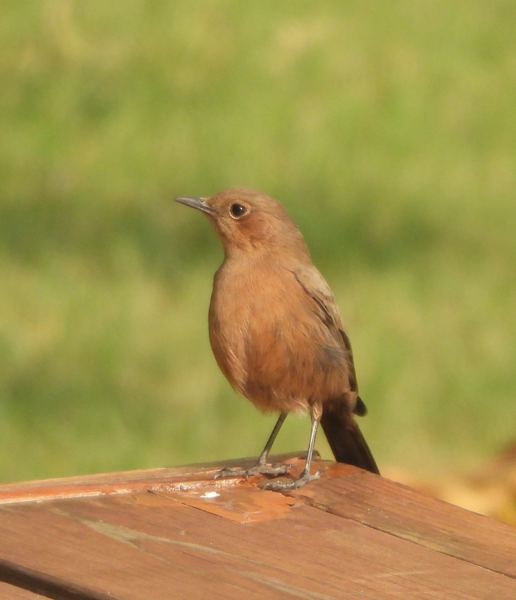 Colinegro Indio - ML645837209