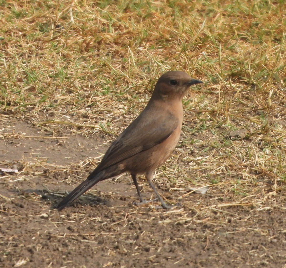 Colinegro Indio - ML645837212