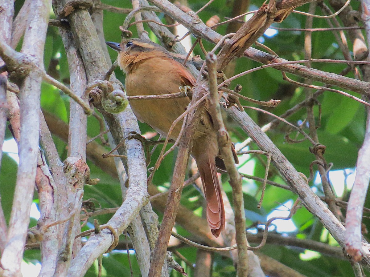 Ticotico Ocráceo Chico - ML645837213