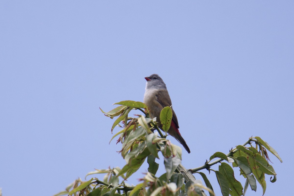 Estrilda Ventrigualda Oriental - ML645837214