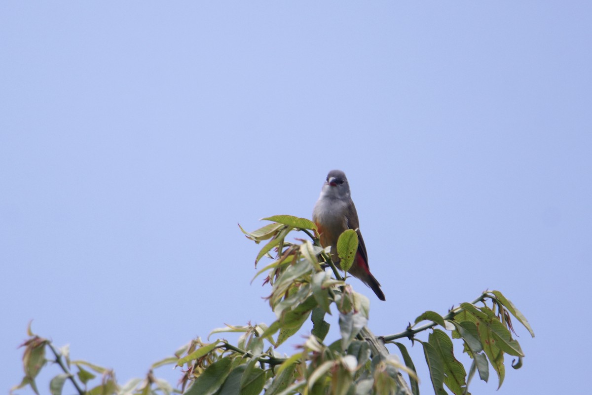 Estrilda Ventrigualda Oriental - ML645837215