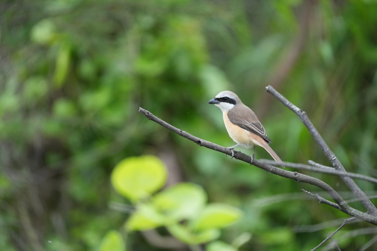 Alcaudón Pardo - ML645837218