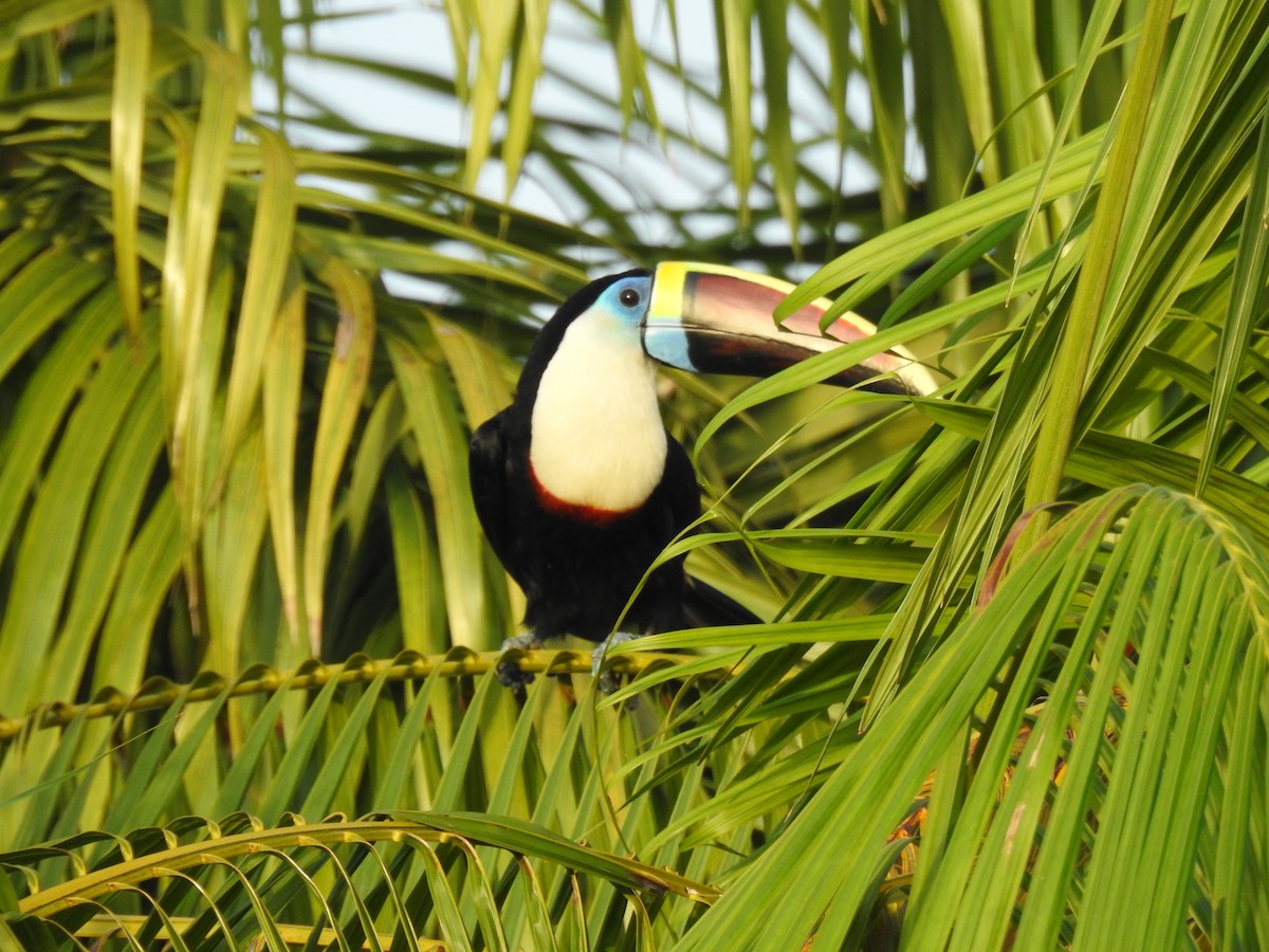 Tucán Pechiblanco - ML645837220