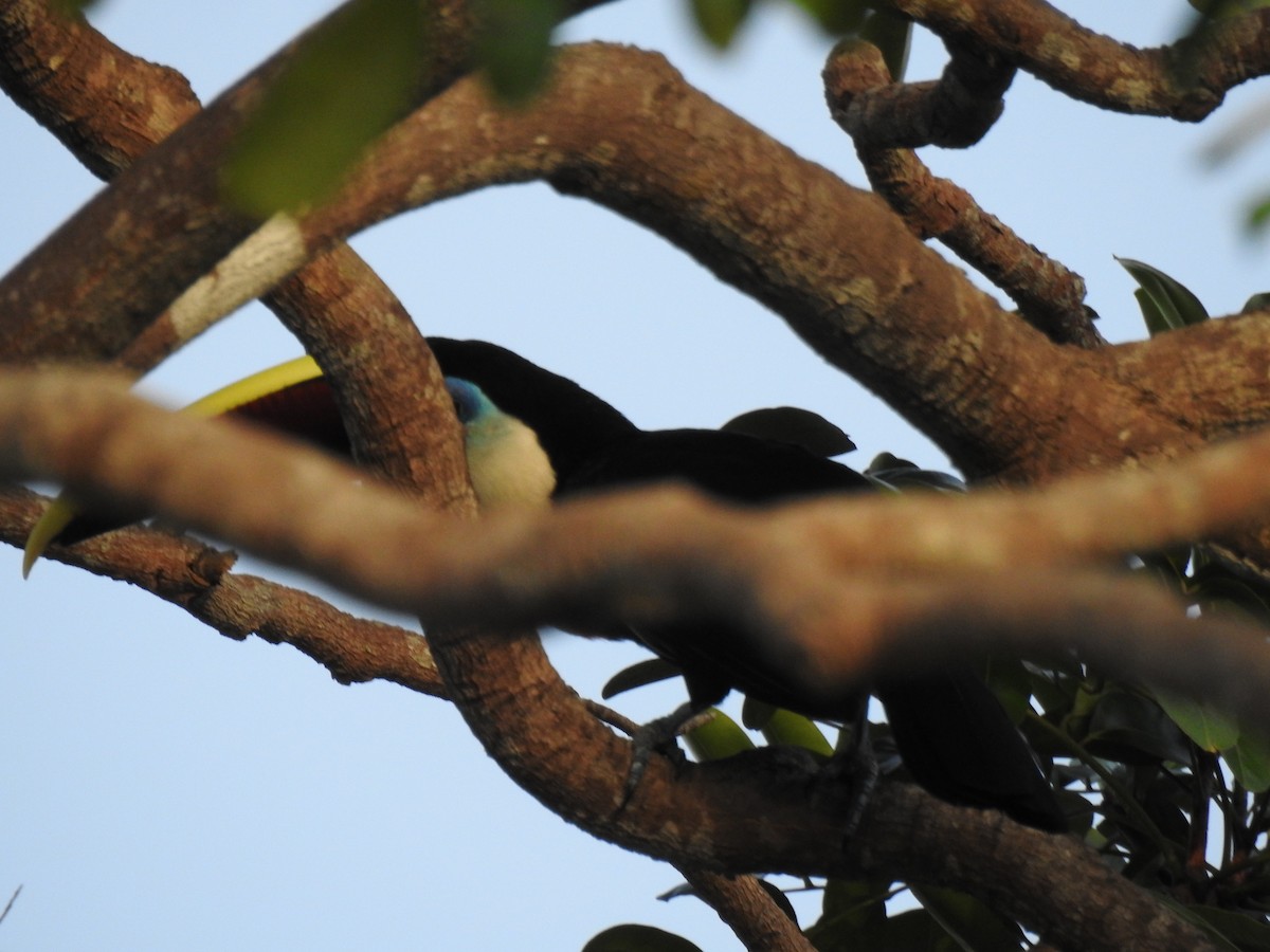 Tucán Pechiblanco - ML645837221
