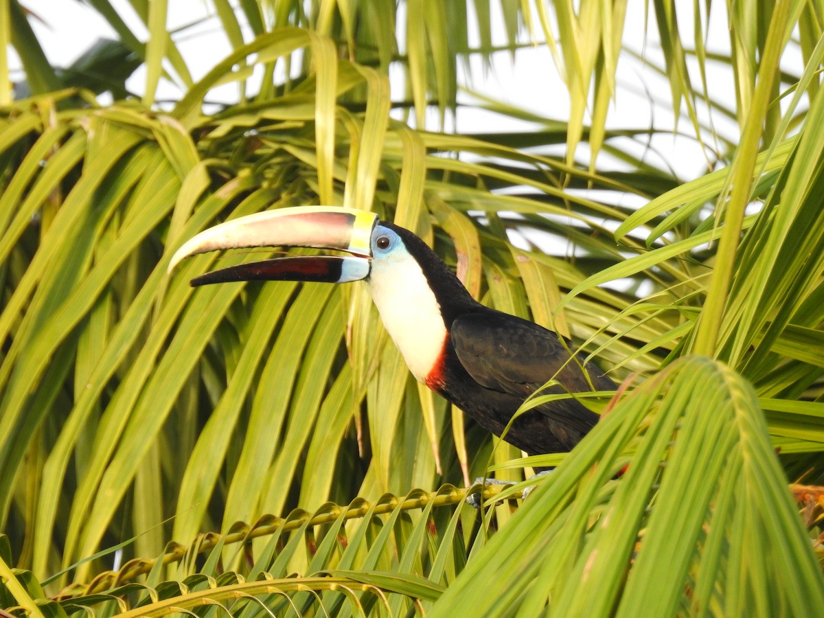 Tucán Pechiblanco - ML645837222