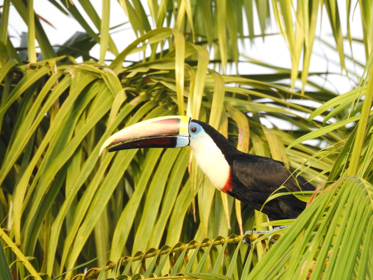 Tucán Pechiblanco - ML645837223