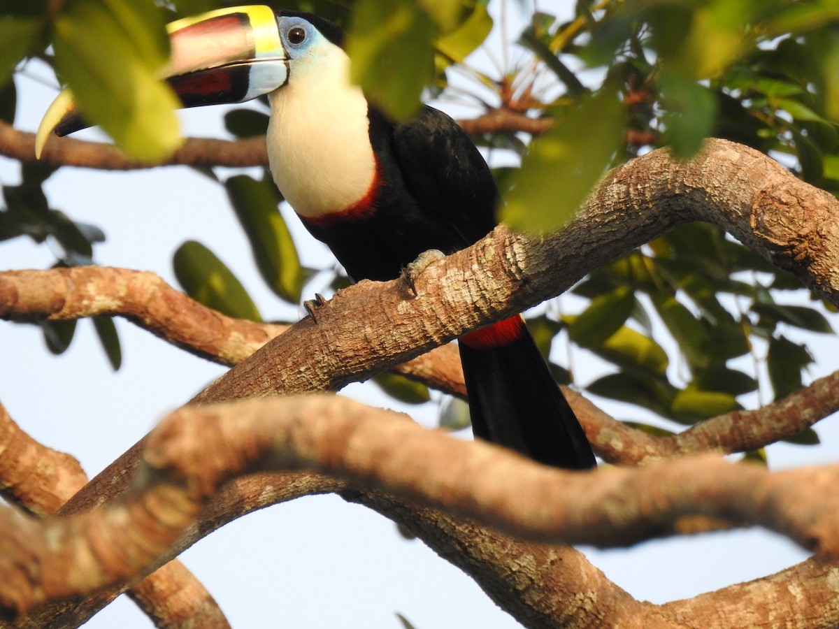 Tucán Pechiblanco - ML645837224