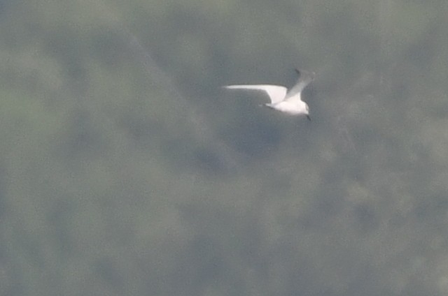 Pagaza Piconegra - ML645837225