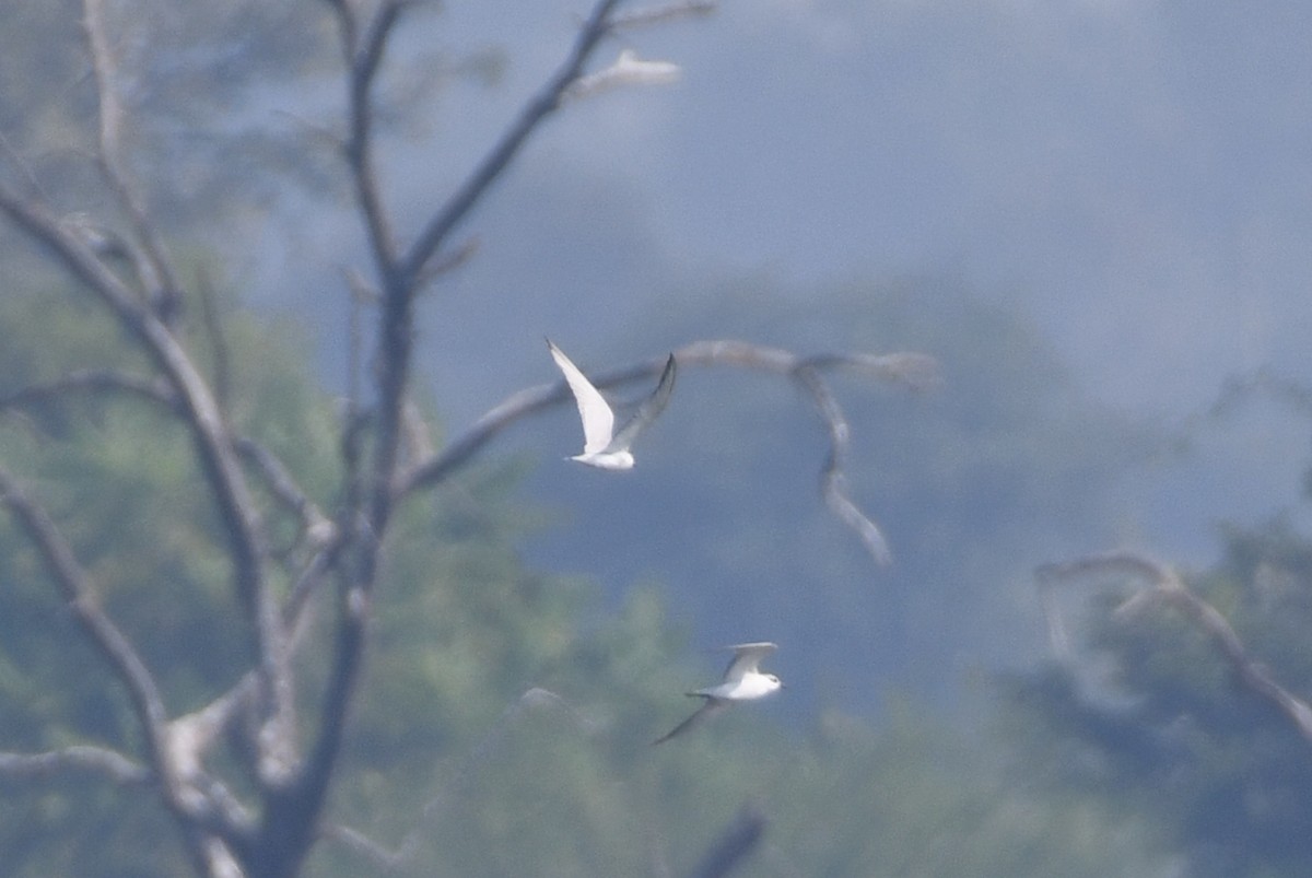 Pagaza Piconegra - ML645837226