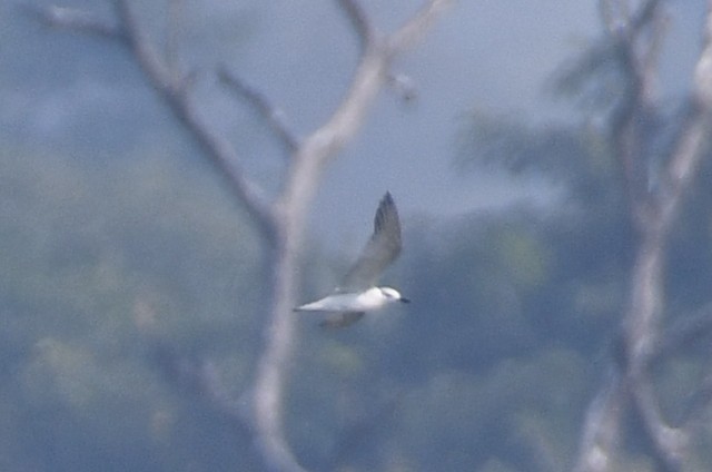 Pagaza Piconegra - ML645837227