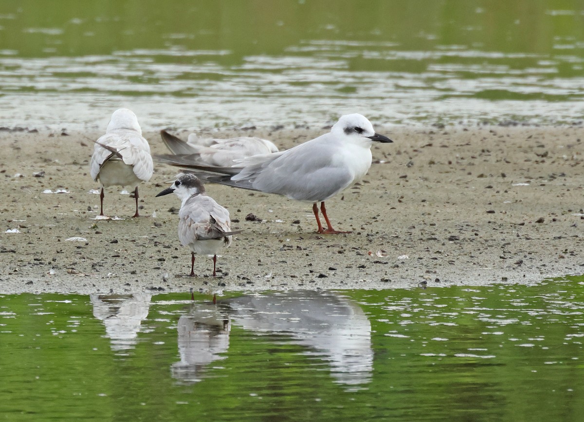 Pagaza Piconegra - ML645837228