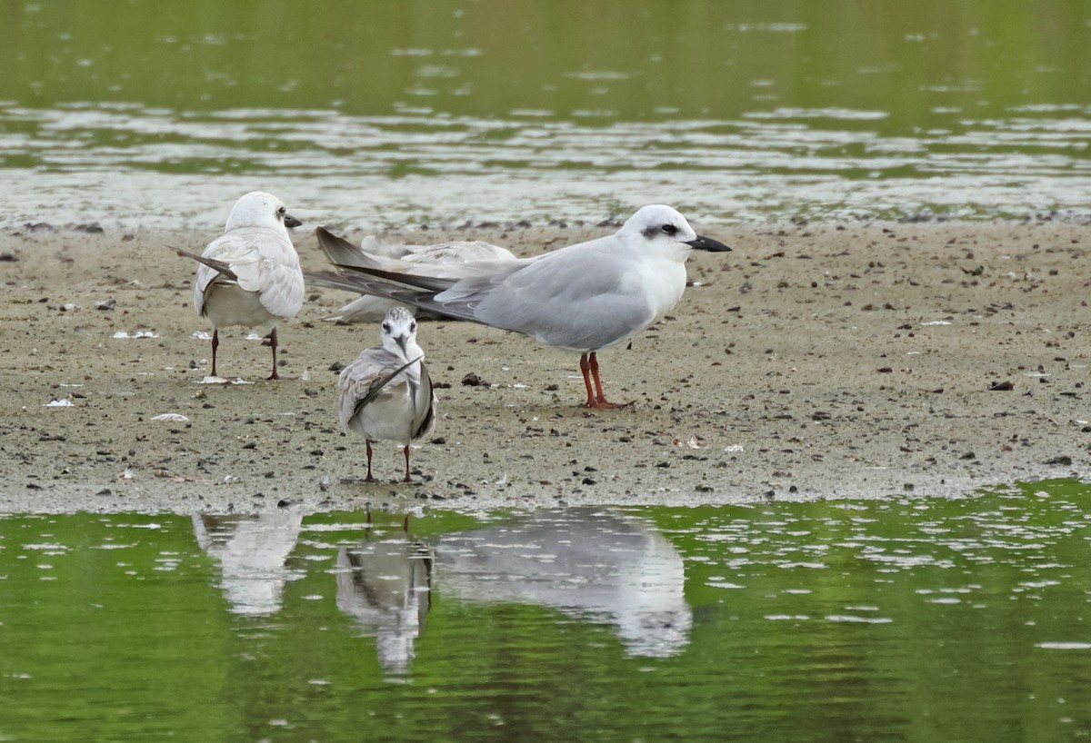 Pagaza Piconegra - ML645837229