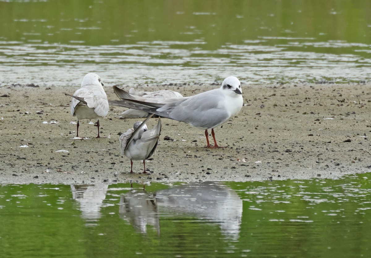 Pagaza Piconegra - ML645837230