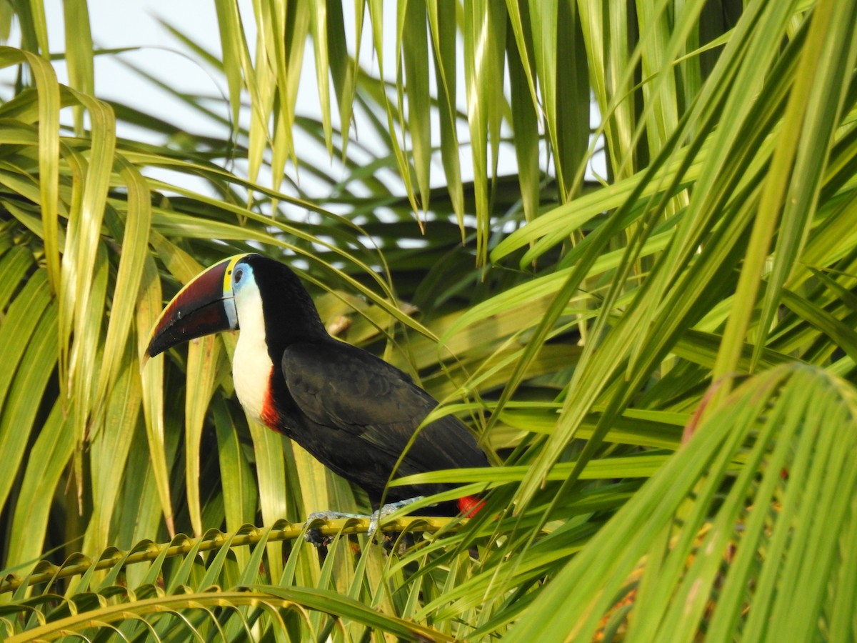 Tucán Pechiblanco - ML645837231