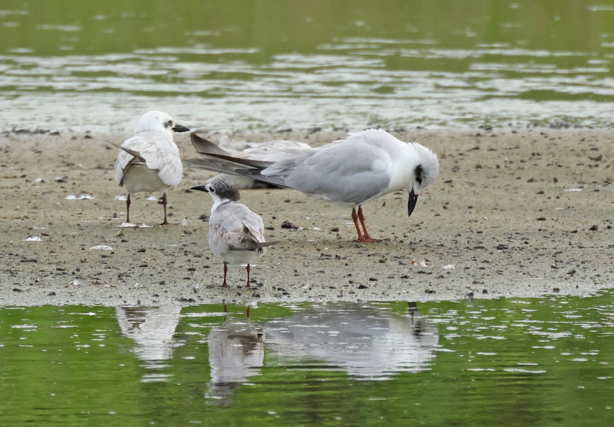 Pagaza Piconegra - ML645837232