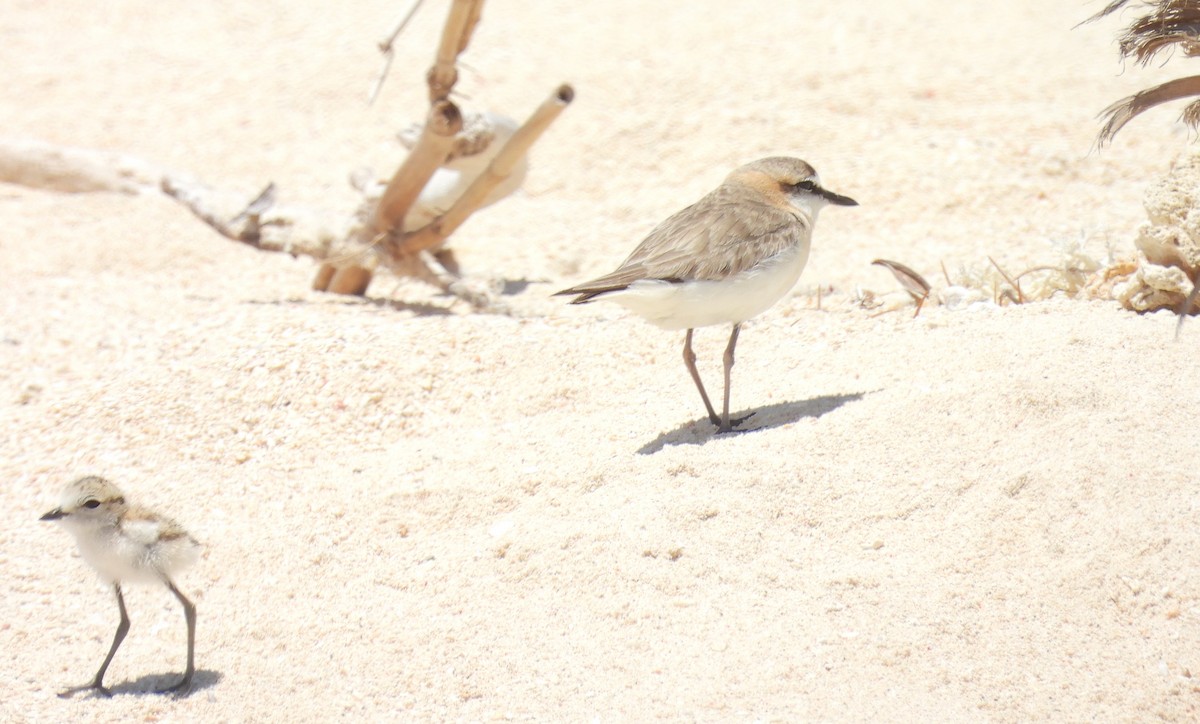 Chorlitejo Frentiblanco - ML645837234