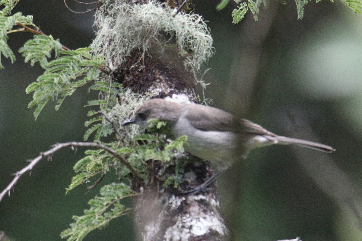 Curruca Parda - ML645837235