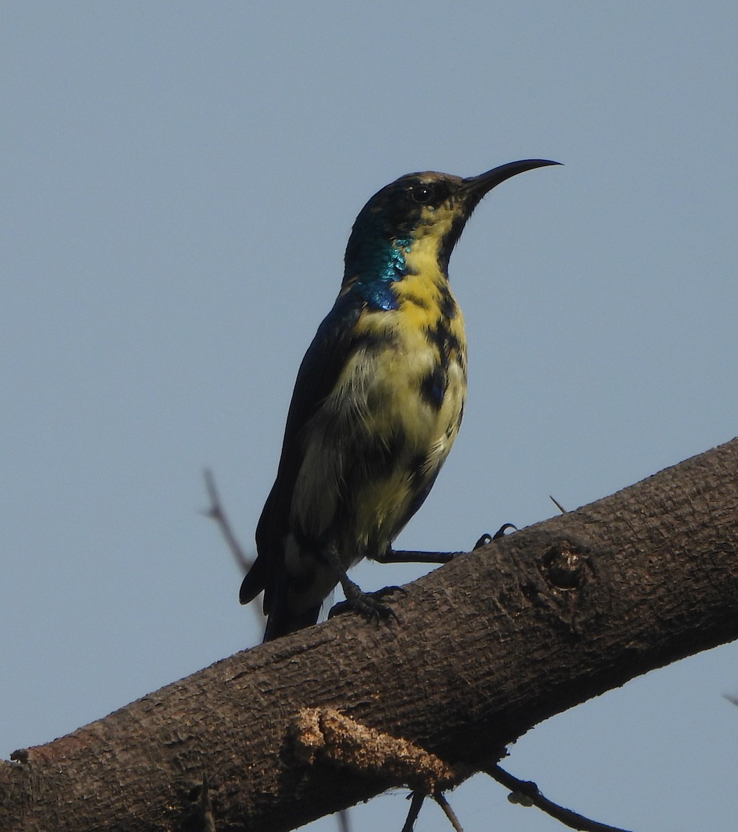 Suimanga Asiático - ML645837236