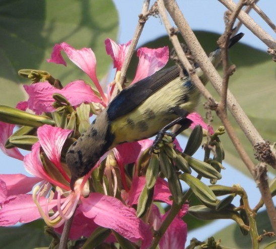 Suimanga Asiático - ML645837237