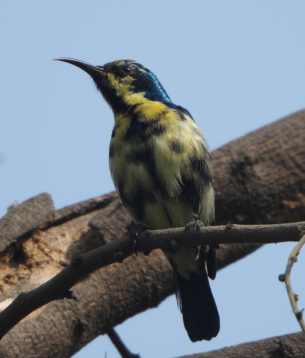 Suimanga Asiático - ML645837238