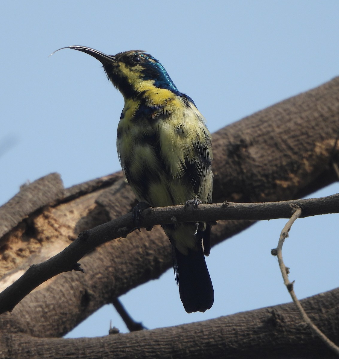 Suimanga Asiático - ML645837239