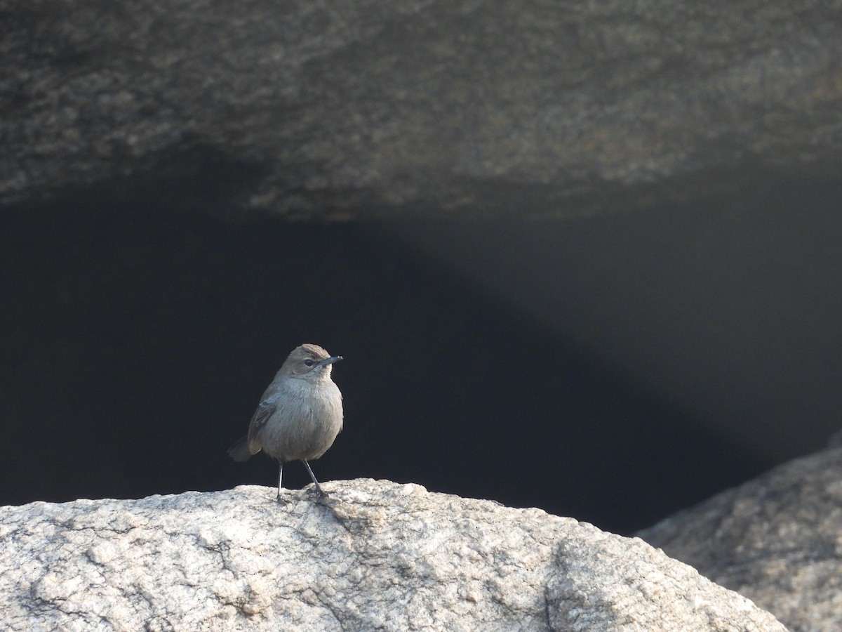 Indian Robin - ML645837240