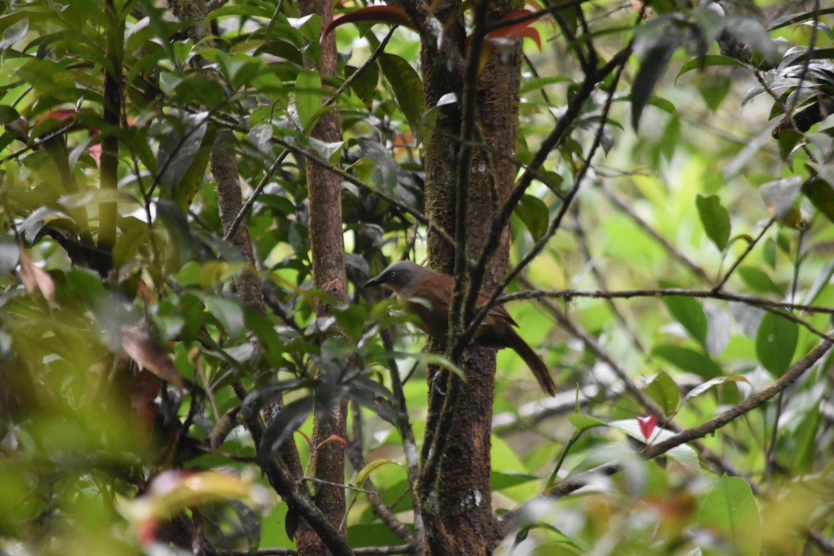Ashy-headed Laughingthrush - ML645837242