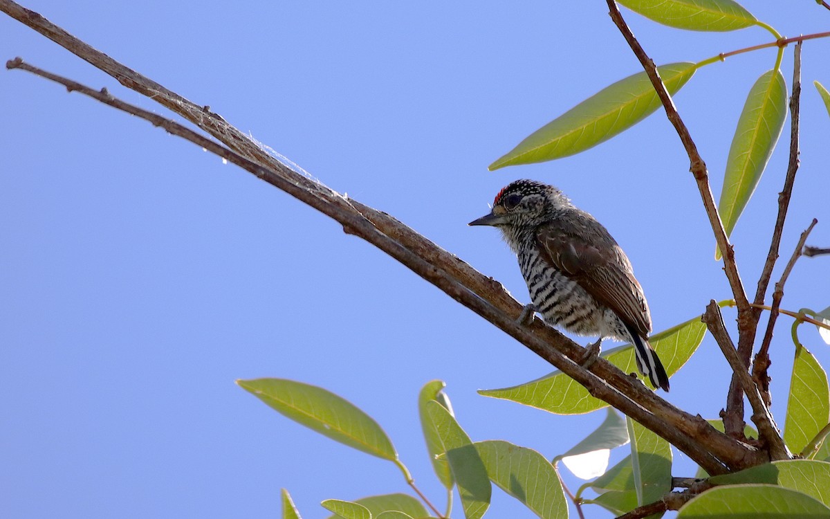 Carpinterito Variable - ML645837244