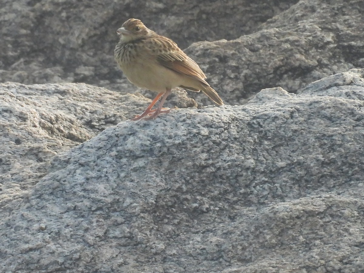 Jerdon's Bushlark - ML645837253