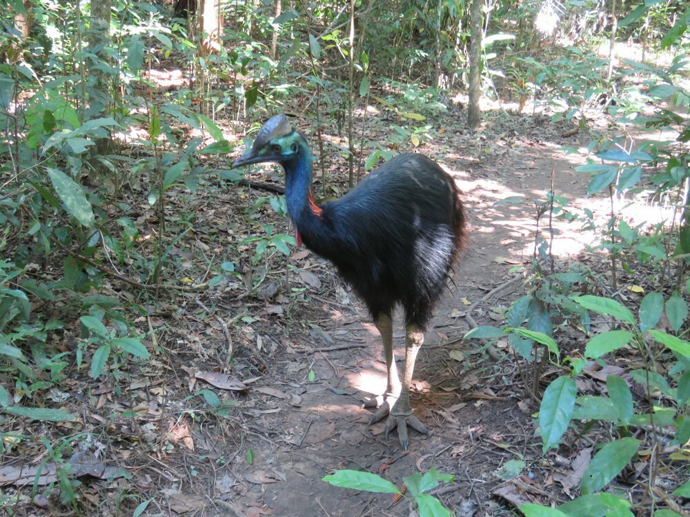 Southern Cassowary - ML645837254