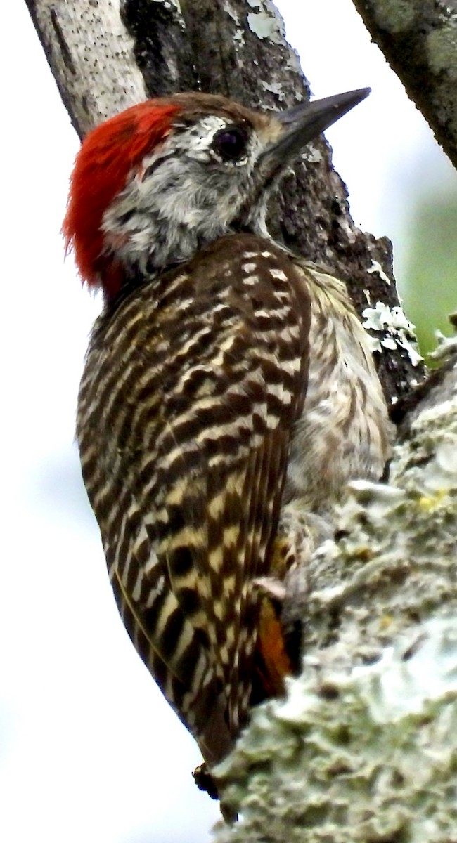 kardinalspett - ML645837263