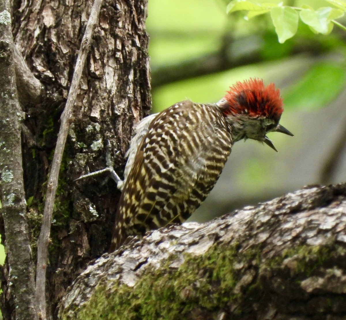 kardinalspett - ML645837264