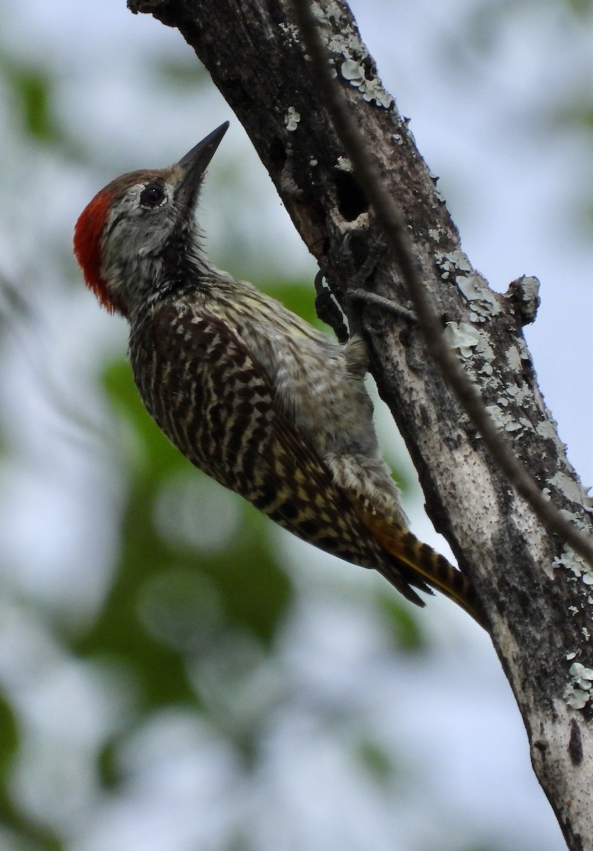 kardinalspett - ML645837265