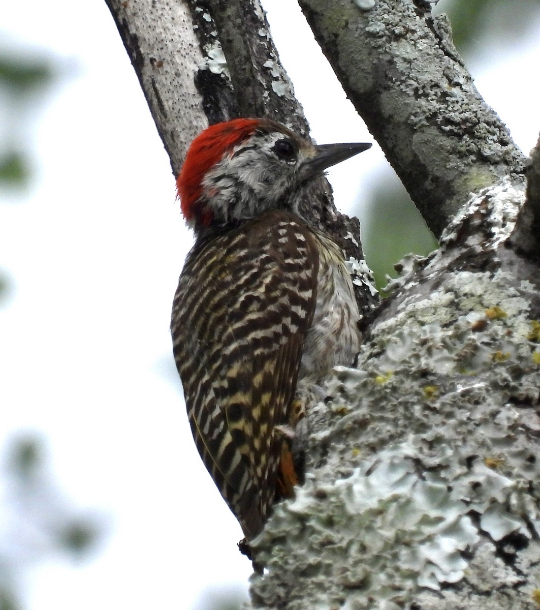 kardinalspett - ML645837266