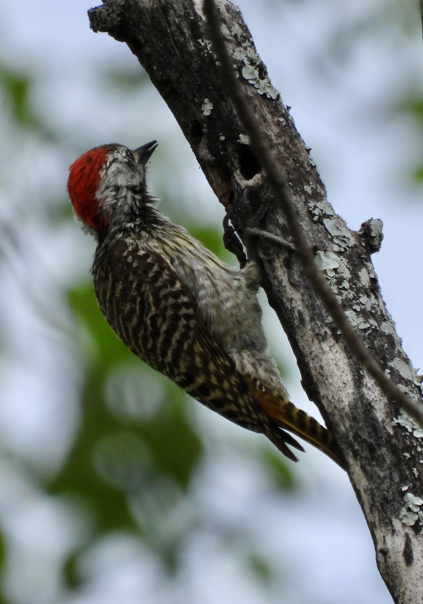 kardinalspett - ML645837267