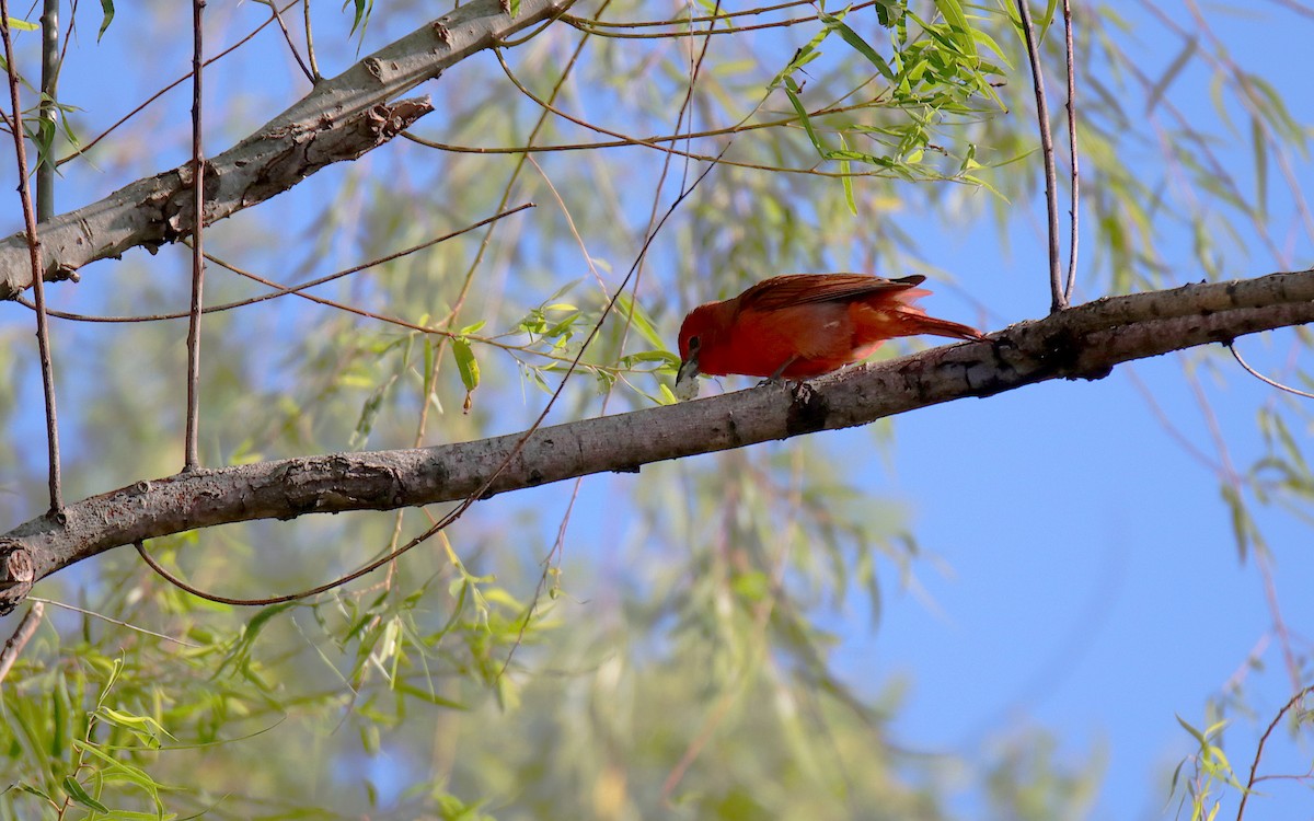Hepatic Tanager - ML645837269