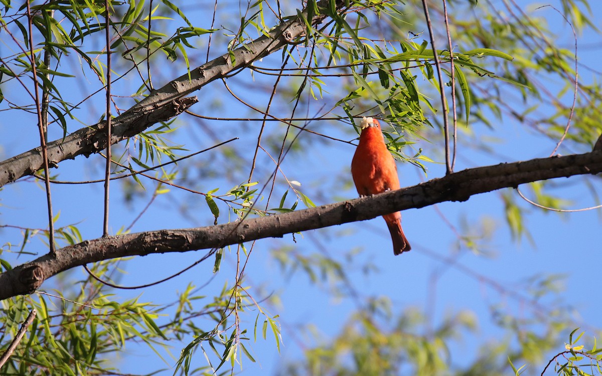 Hepatic Tanager - ML645837270