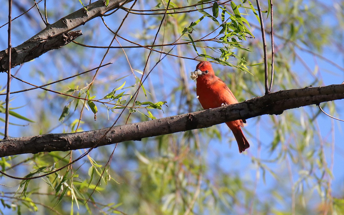 Hepatic Tanager - ML645837271