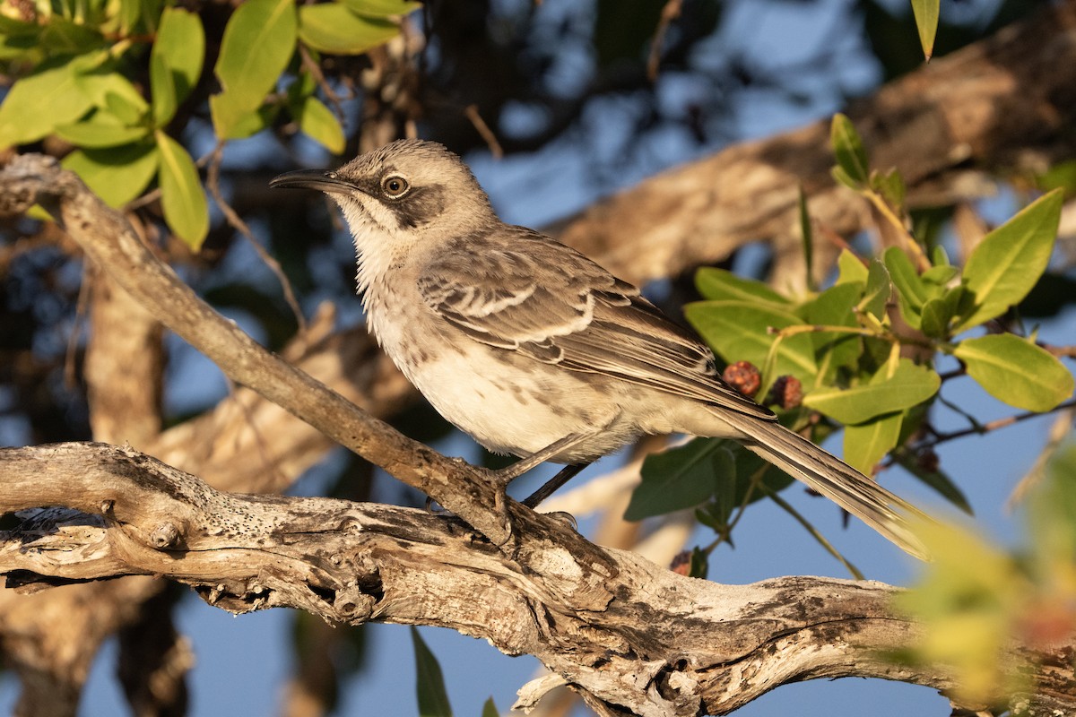 San Cristobal Mockingbird - ML645837272