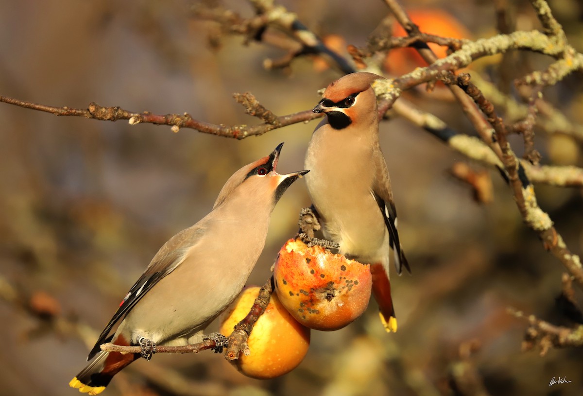 ציצנית - ML645837281