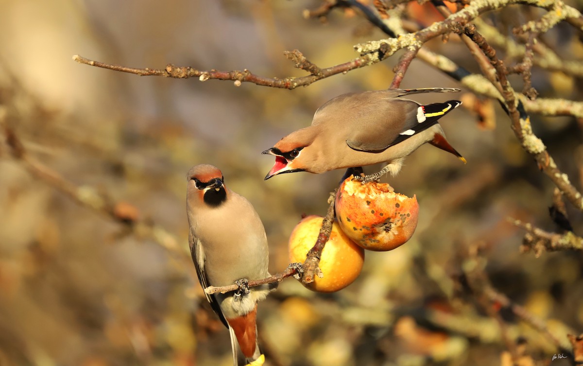 ציצנית - ML645837282