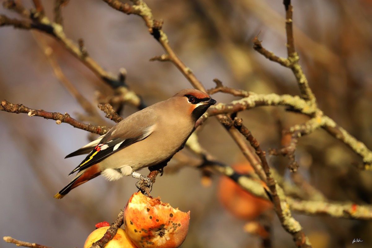 ציצנית - ML645837283