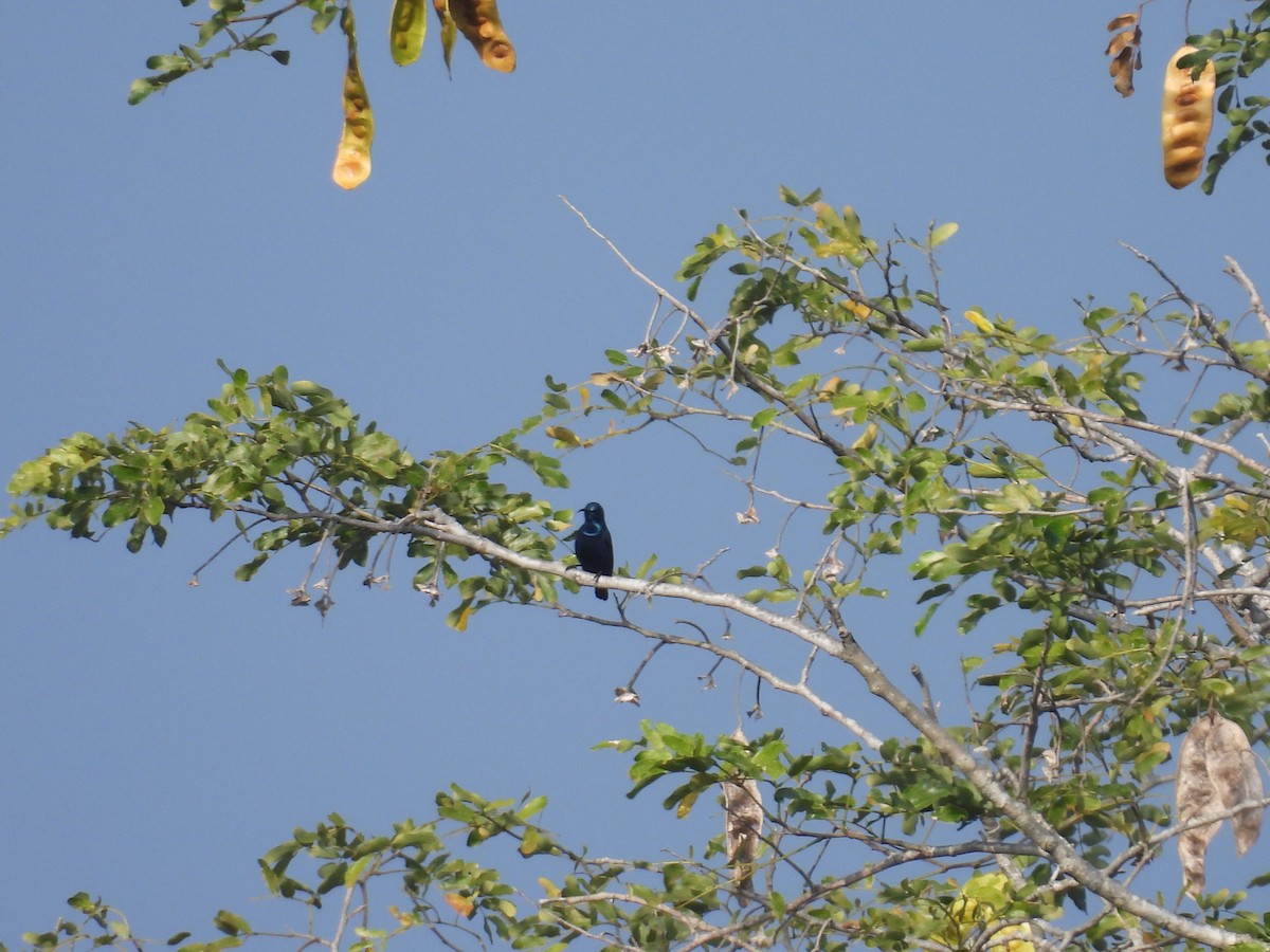 Purple Sunbird - ML645837292