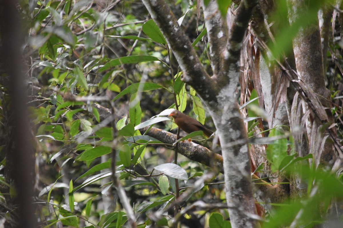 Orange-billed Babbler - ML645837312