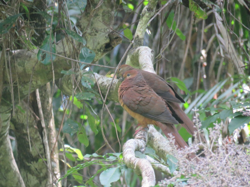 Maronentaube - ML645837322